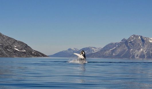 Une baleine dans les fjords