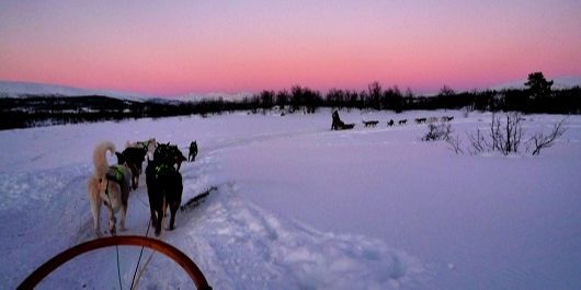 chiens de traineau