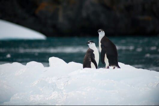 antarctique