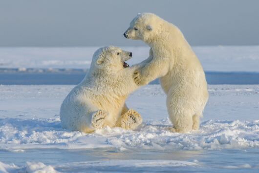 ours polaires