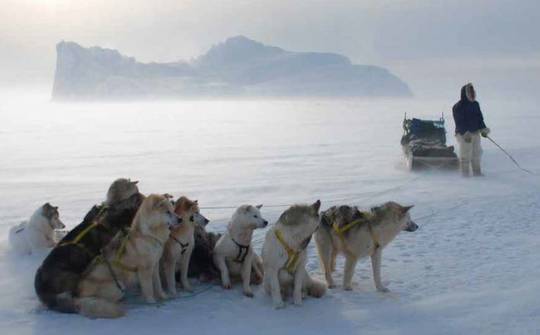 chiens de traineau