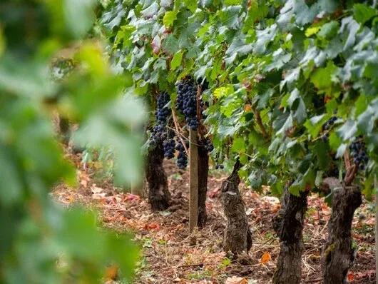 Dégustez les vins de Bordeaux